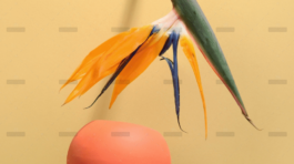 demo-attachment-719-pexels-daria-liudnaya-7354422